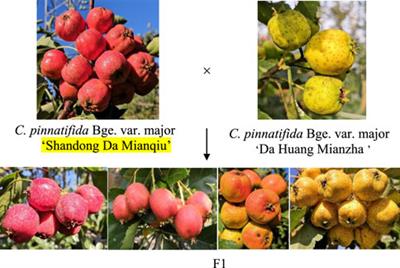 High-density genetic map and quantitative trait loci map of skin color in hawthorn (Crataegus pinnatifida bge. Var. major N.E.Br.)